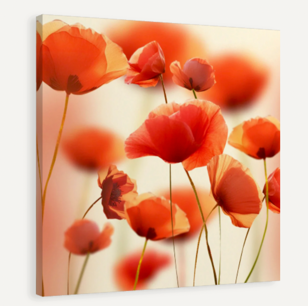 Poppy Fields Canvas Print