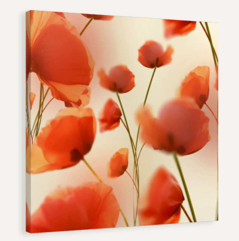 Soft Red Poppies Canvas Print