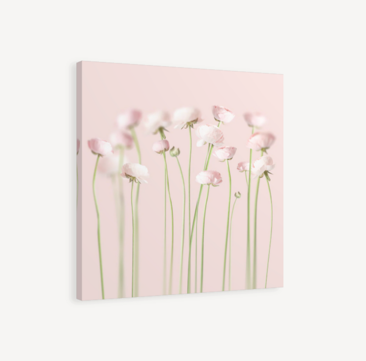 Pink Peonies Canvas Print