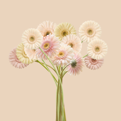 Wavy Bunch of Gerberas Print