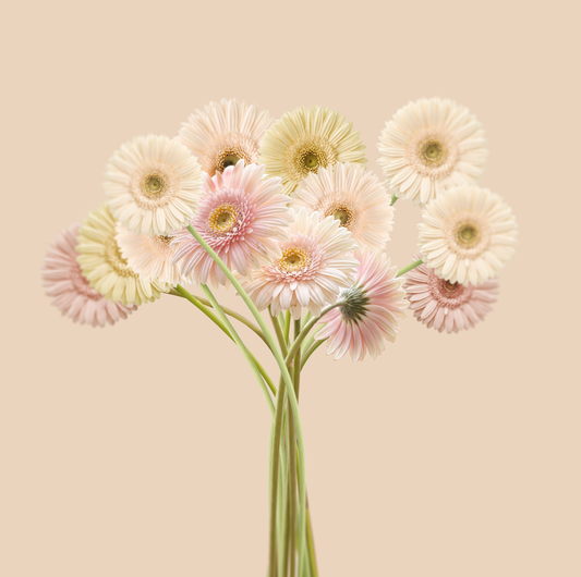 Wavy Bunch of Gerberas Print