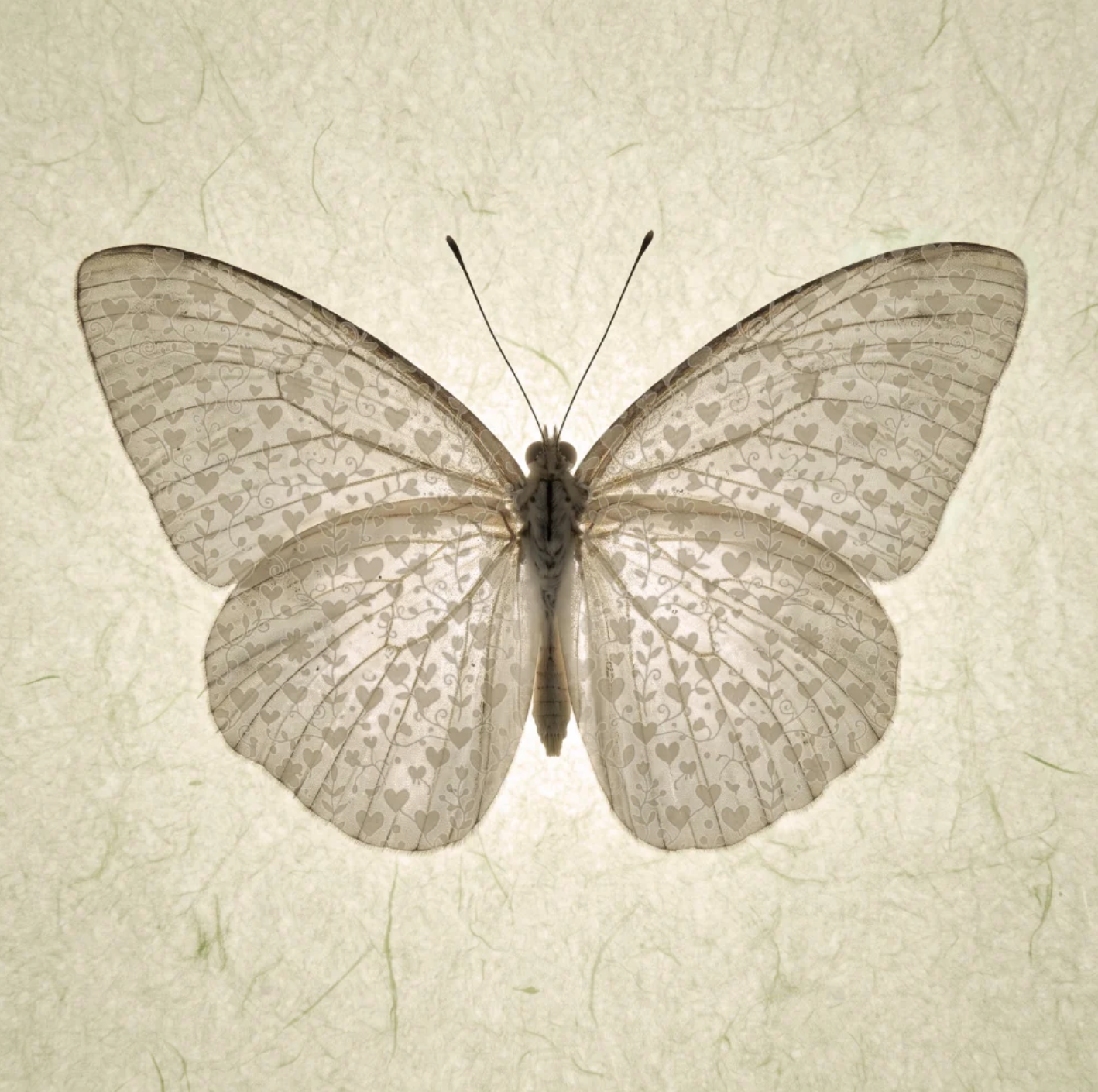 Butterfly with Wing Hearts Canvas Print