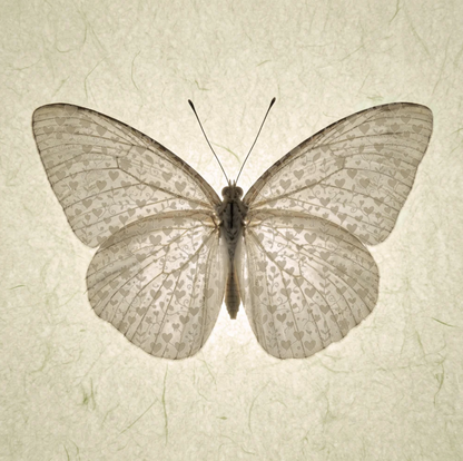 Butterfly with Wing Hearts Canvas Print