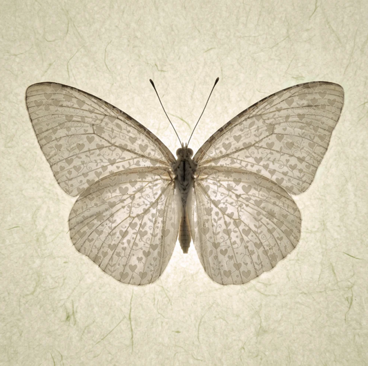 Butterfly with Wing Hearts Canvas Print