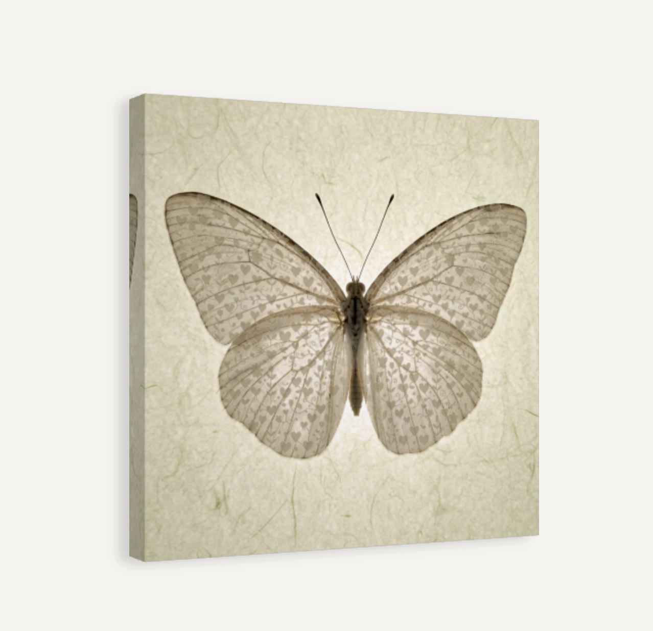Butterfly with Wing Hearts Canvas Print