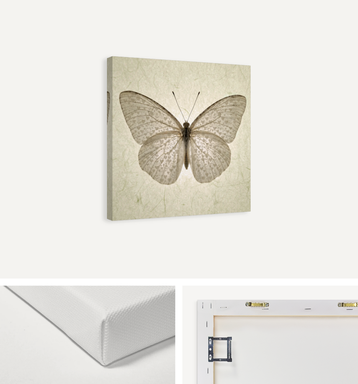 Butterfly with Wing Hearts Canvas Print