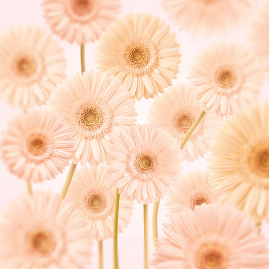 Gerberas Pattern Canvas Print