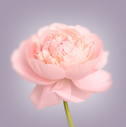 Pink Peony Print