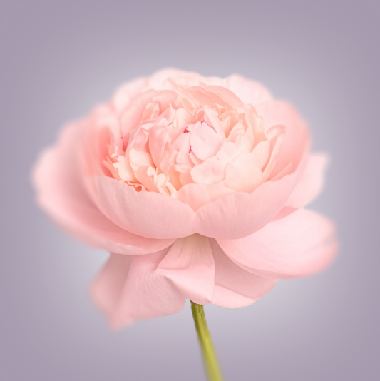 Pink Peony Print