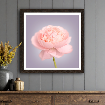 Pink Peony Print