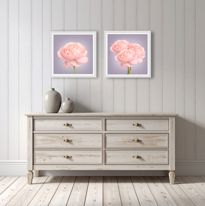 Peonies Bunch Print