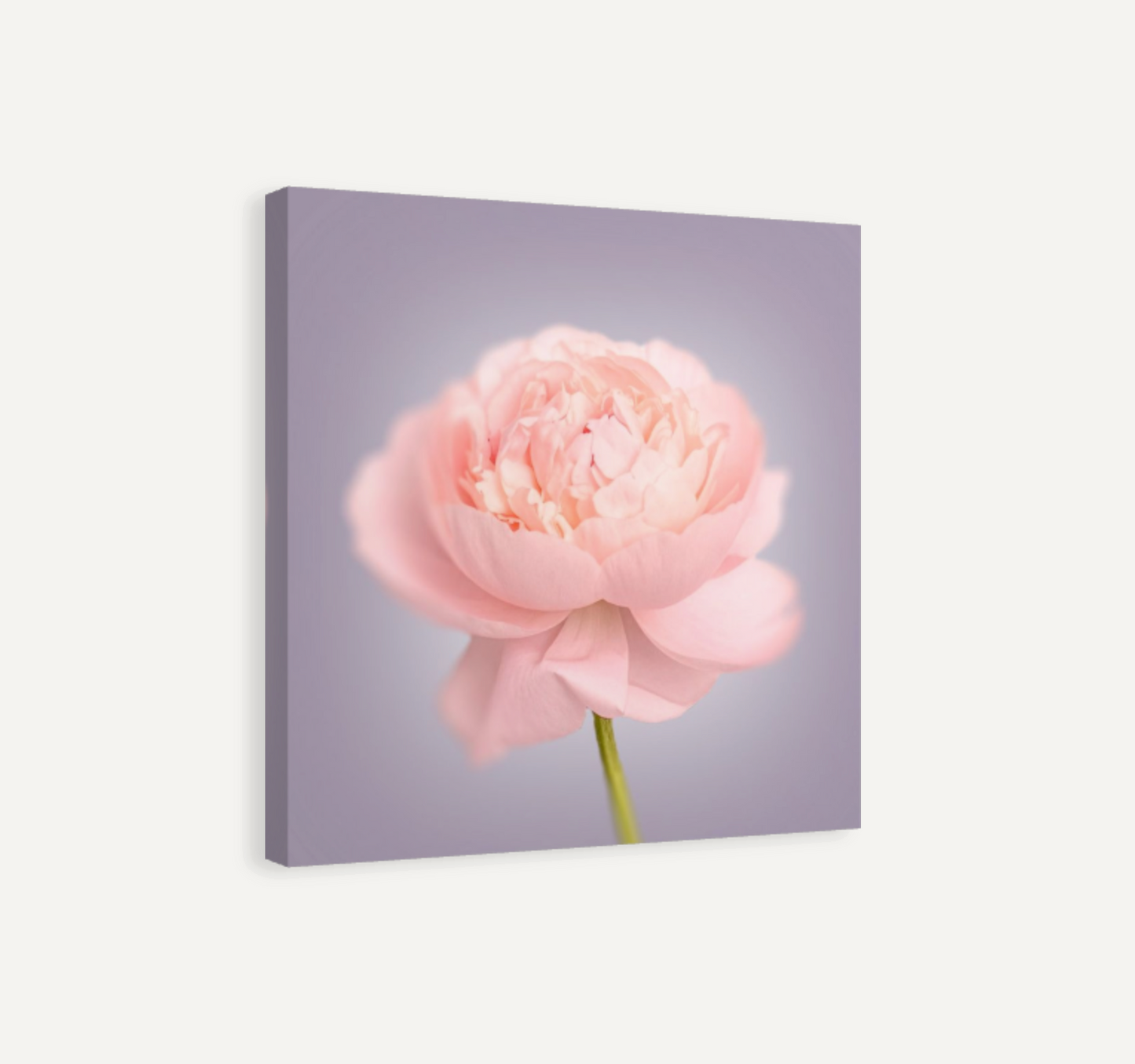 Pink Peony Canvas Print