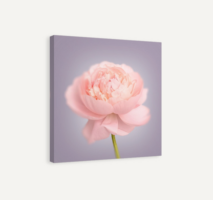 Pink Peony Canvas Print