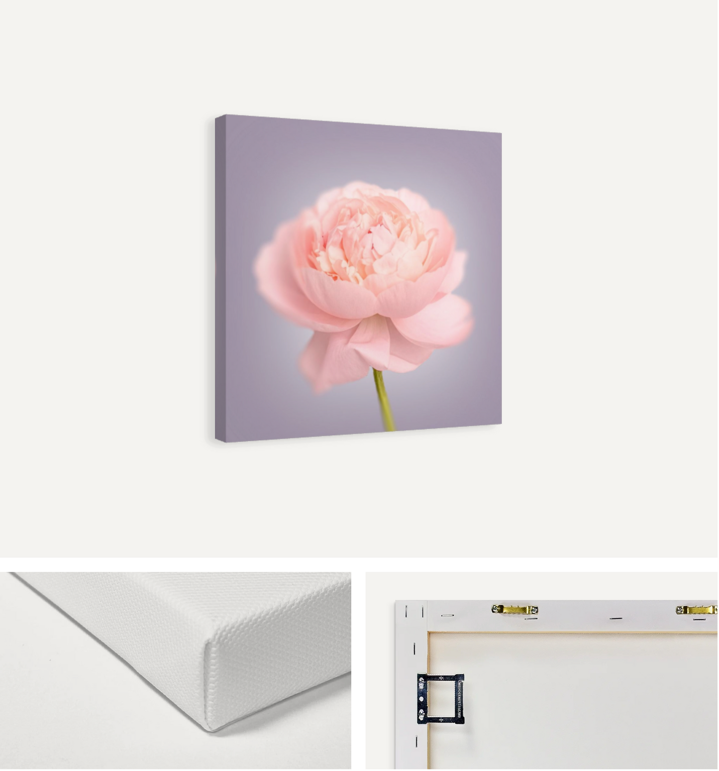 Pink Peony Canvas Print