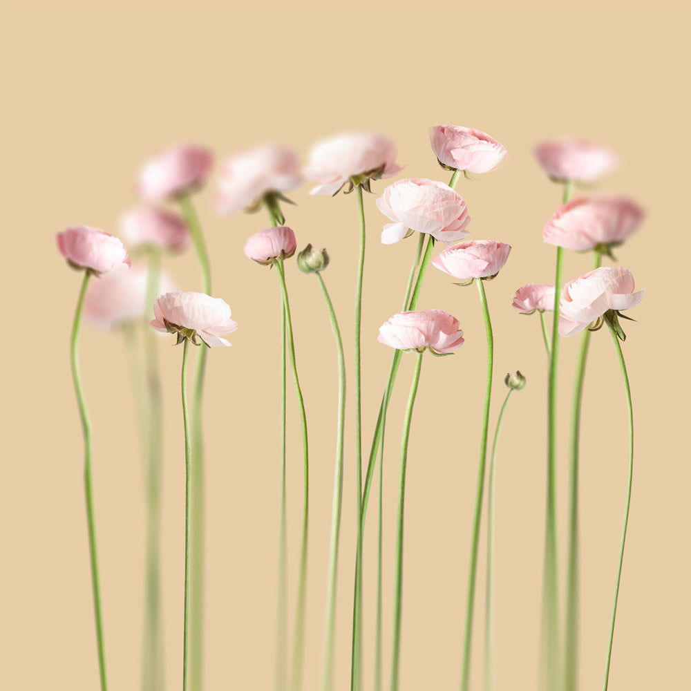 Pink peonies No 2