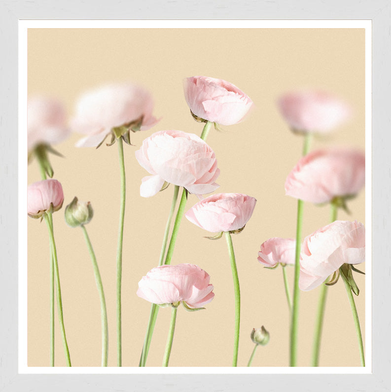 White Grain