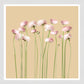 White Grain