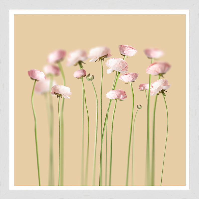 White Grain