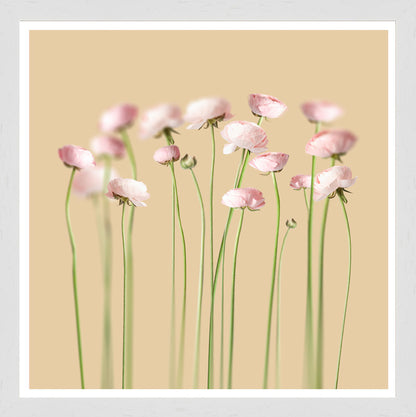 White Grain