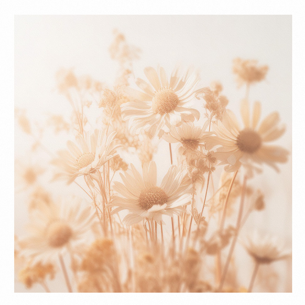 Daisies