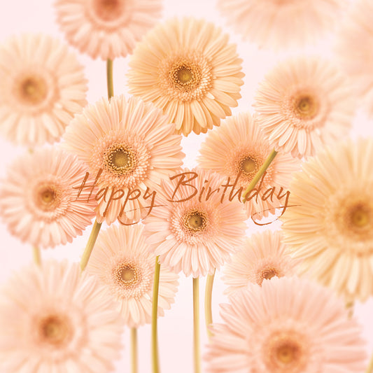 Pretty Gerberas Birthday Card